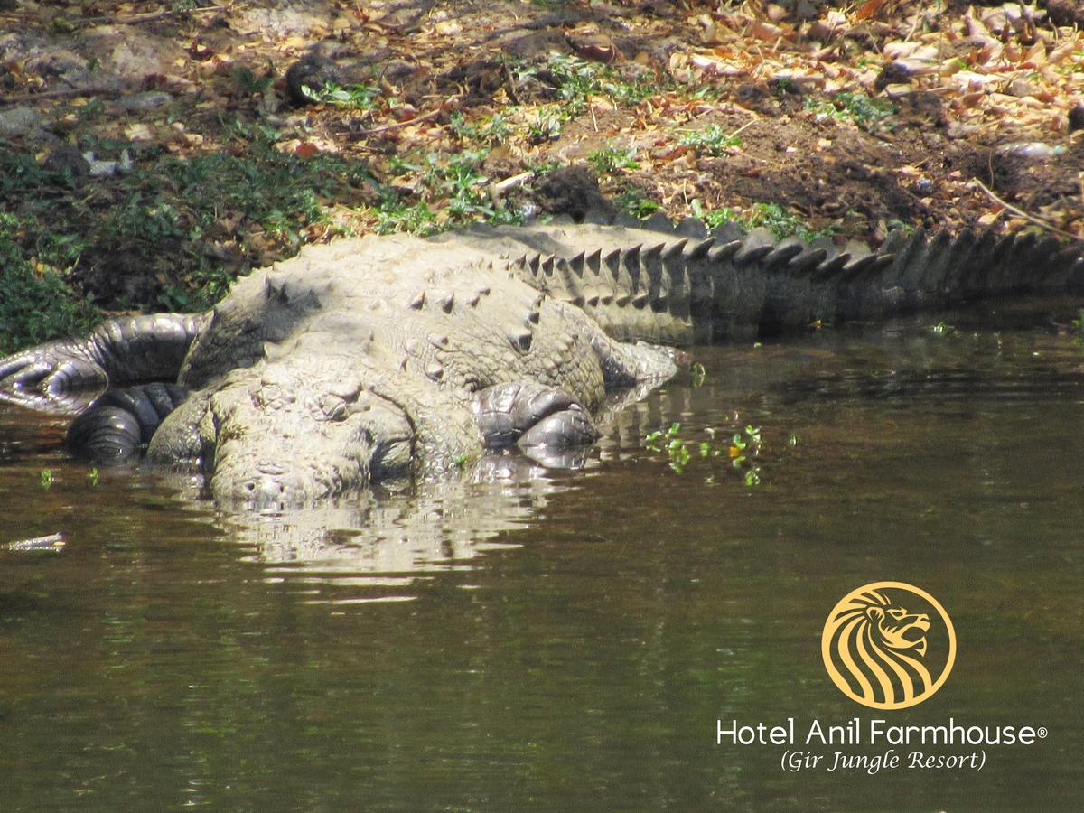 Hotel Anil Farmhouse Gir Jungle Resort Gírský les Exteriér fotografie